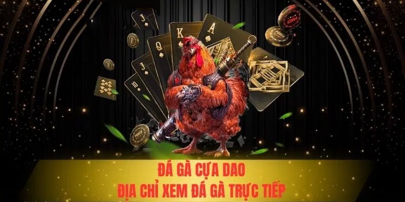 Đá Gà Trực Tiếp Cựa Dao – Căng Thẳng, Kịch Tính Từng Trận