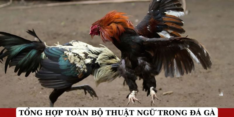 thuật ngữ đá gà